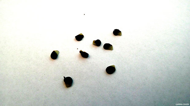 Sementes de Allium triquetrum