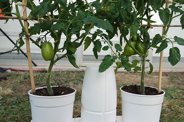 Courgettes, cebolas, tomates, pimentos, pepino.... podem crescer numa pequena porção de terra.