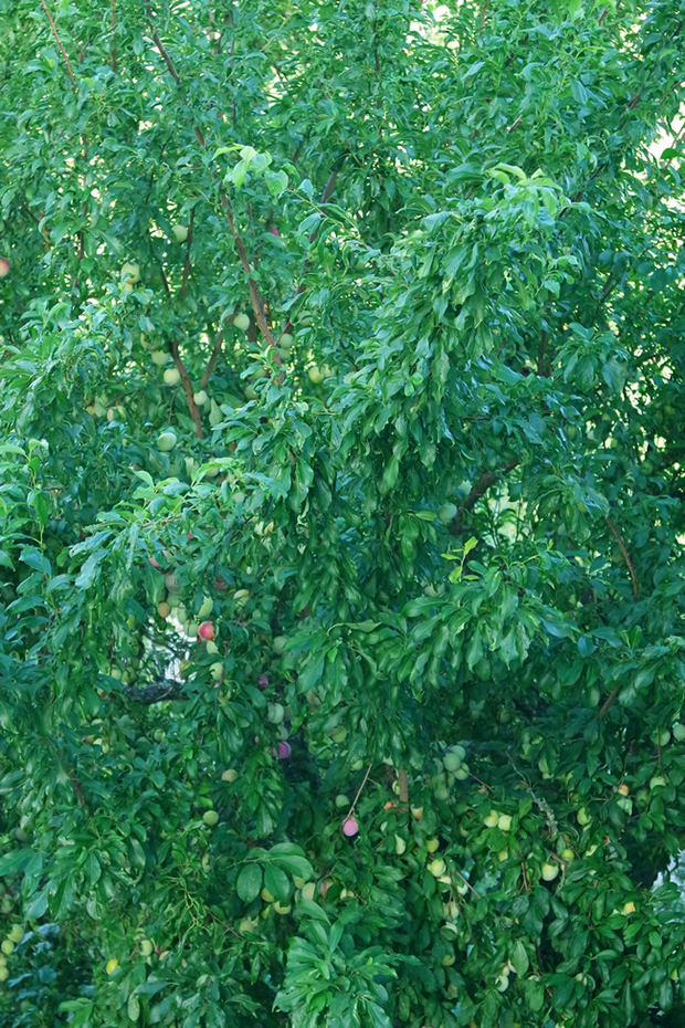 ameixieira