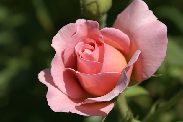 Belle-Portuguaise-rose-flr