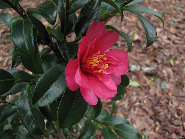 Camellia sasanqua ‘Hiryû (Scarlet Dragon)’