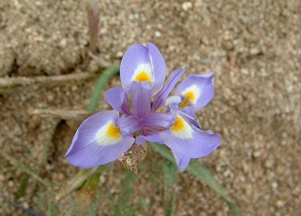 Maios, Iris xiphium