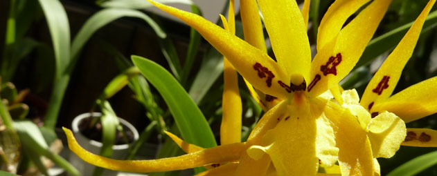 Orquídeas: o género Brassia – Portal do Jardim.com