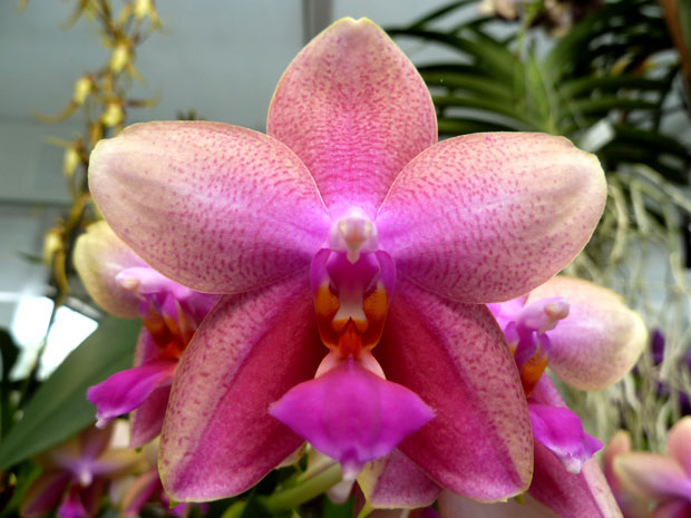 Phalaenopsis-Lio-Doro