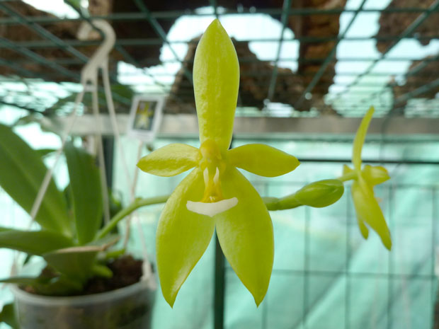 Phalaenopsis-cornu-cervi-variacao-alba