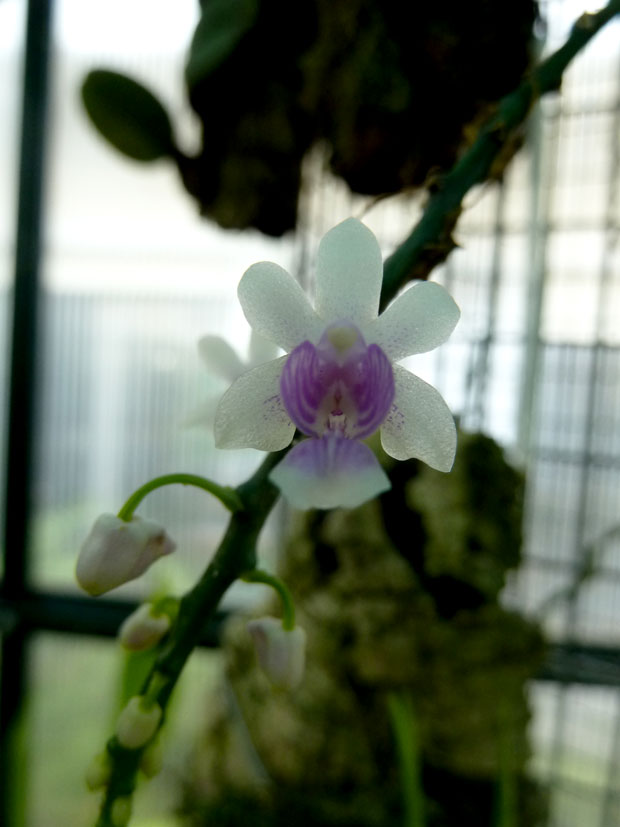 Phalaenopsis-decumbens