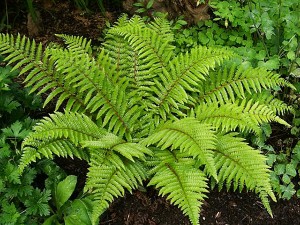 saiba-mais-sobre-fetos-portal-do-jardim