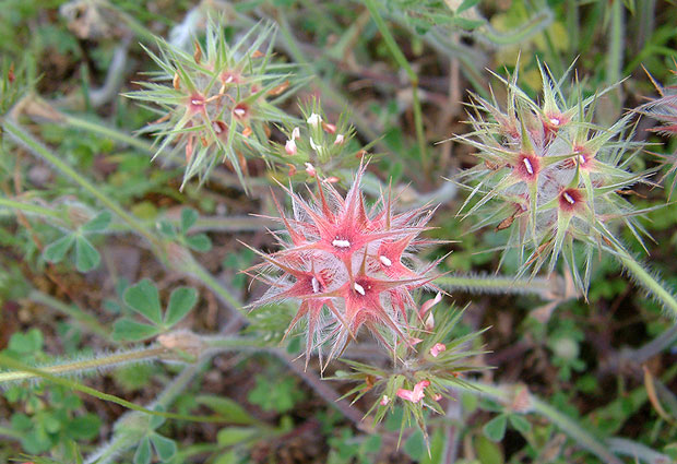 Trevo-estrelado, Trifolium stellatum