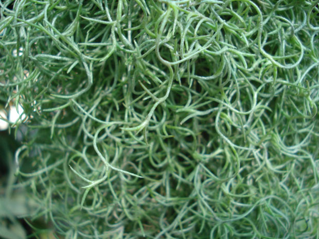 T. usneoides “Curly” folha grossa