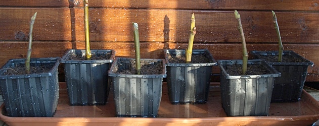 Estaquia: Como plantar por estaca. – Portal do 