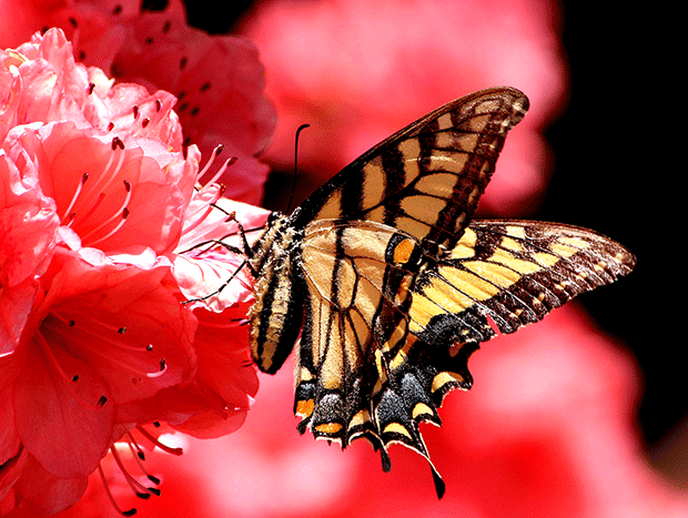 butterfly-108616_1920