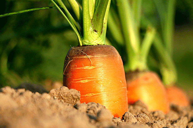carrot-1565597_1920