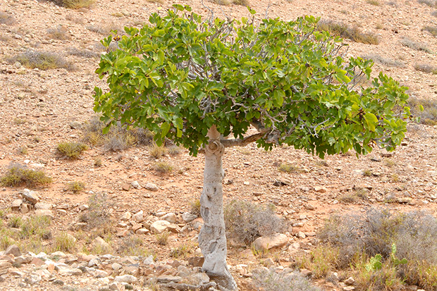 fig-tree-900320_1280
