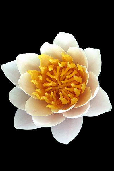 Nymphaea lotus, conhecida popularmente como nenúfar-branco, lótus-branco, lótus-do-egipto, loto-sagrado-do-egito e lótus-sagrado-do-egito, é uma planta aquática com flor pertencente à família Nymphaeaceae. É natural do leste de África e Sudeste asiático, onde tem preferência por águas paradas, límpidas, mornas e ligeiramente ácidas.