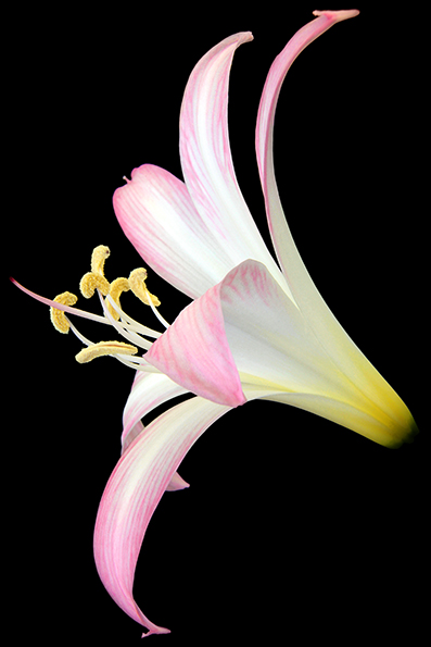 Amaryllis belladonna, conhecida pelos nomes comuns de amarílis, beladona-falsa ou meninas-pra-escola, é uma planta perene, bolbosa, da família das amarilidáceas, nativa do Cabo Ocidental, África do Sul. 