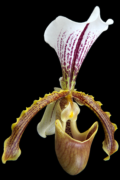 Paphiopedilum insigne é uma espécie de orquídea (Orchidaceae) do Sudeste Asiático. Conhecido pelo nome comum de sapatinho (devido à forma do seu labelo), na Madeira é muito cultivado por motivos culturais e comerciais (mercado interno e exportação), sendo muito utilizado nas decorações típicas de Natal.  