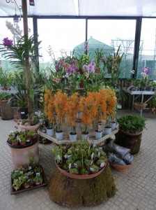 orquidario jardins sintra