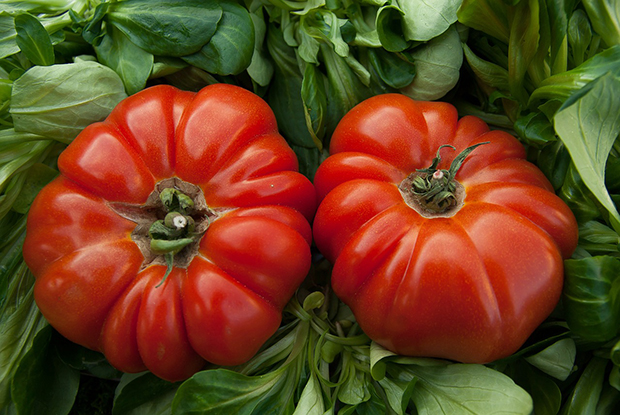 tomatoes-1331730_1280